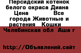 Персидский котенок белого окраса Диана › Цена ­ 40 000 - Все города Животные и растения » Кошки   . Челябинская обл.,Аша г.